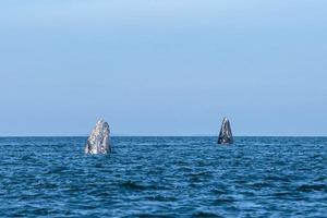 grey whale while hopping spying outside the sea photo