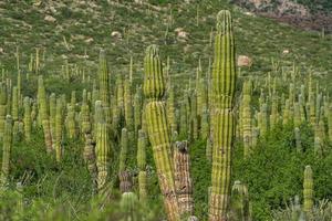 baja california sur giant cactus in desert photo