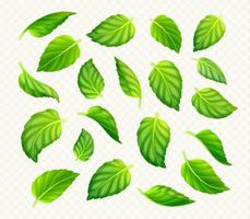 Set of green tea or mint leaves isolated vector