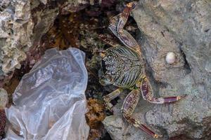 cangrejo comer plástico contaminación medio ambiente mar en peligro