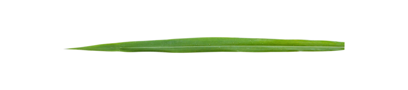 grassprietjes geïsoleerd png