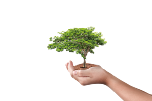 Hand holding big tree isolated png