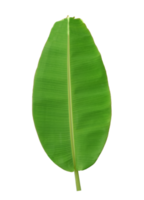 grünes Bananenblatt isoliert png