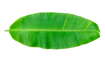 Whole banana leaf isolated png