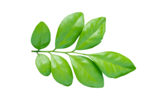 Green leaves branch isolated on transparent background PNG file