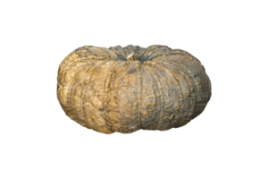 calabaza aislada en archivo png de fondo transparente