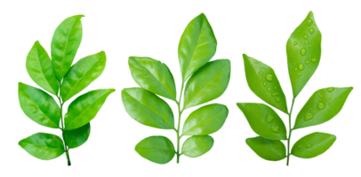impostato di verde le foglie ramo isolato su trasparente sfondo png file