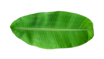 Fresh banana leaves isolated on transparent background PNG file