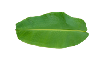 Fresh banana leaves isolated on transparent background PNG file