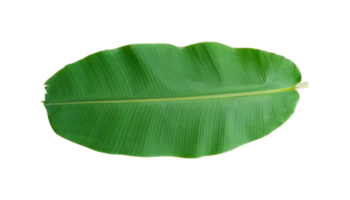hojas de plátano frescas aisladas en un archivo png de fondo transparente