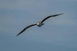 seagull while flying to you photo