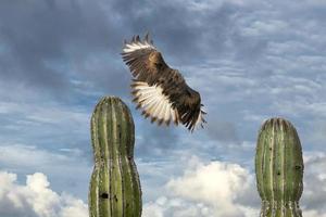 Caracara cheriway crested falcon on cactus photo