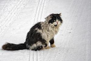 Cat portrait in the snow background photo