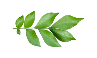 Green leaves branch isolated on transparent background PNG file