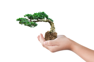 Hand holding bonsai tree png