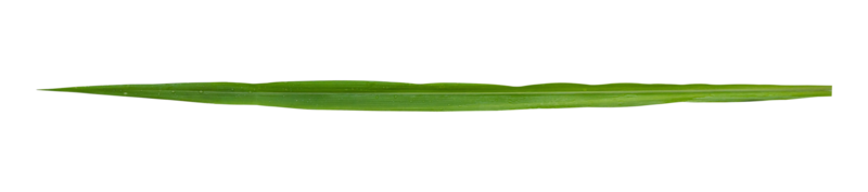 Blades of grass isolated png