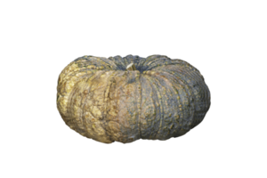 Pumpkin isolated on transparent background PNG file