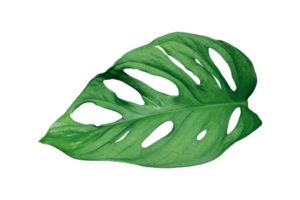Monstera leaves Isolated on transparent background PNG file