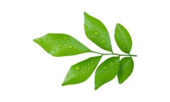 Green leaves branch with drops isolated on transparent background PNG file