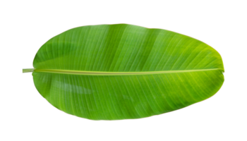 Fresh banana leaves isolated on transparent background PNG file