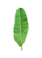 green banana leaf isolated png