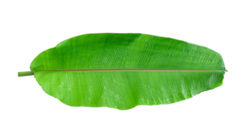 Fresh banana leaves isolated on transparent background PNG file