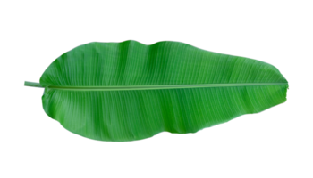 Fresh banana leaves isolated on transparent background PNG file