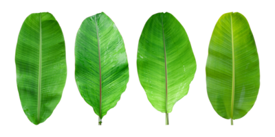 Set of Fresh banana leaves isolated on transparent background PNG file