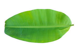 Fresh banana leaves isolated on transparent background PNG file