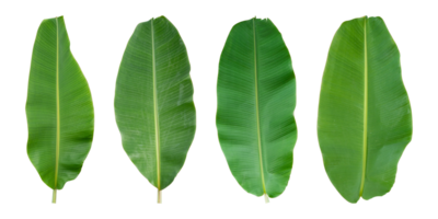 Set of Fresh banana leaves isolated on transparent background PNG file