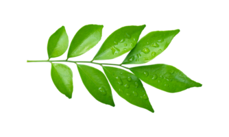 Green leaves branch with drops isolated on transparent background PNG file