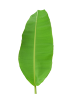 folha de bananeira verde isolada png