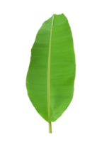 feuille de bananier vert isolé png