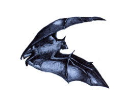 Hand drawing sketch of a bat png
