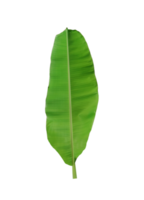 hoja de plátano verde aislado png