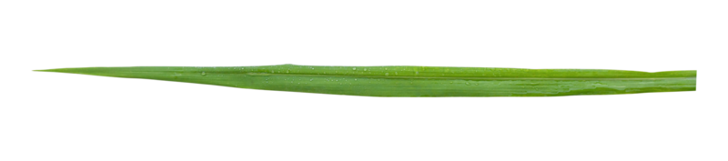 Blades of grass isolated png