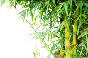 Bamboo plant with leaves Isolated png