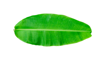 Whole banana leaf isolated png