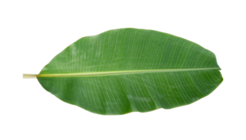 Fresh banana leaves isolated on transparent background PNG file