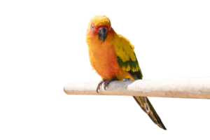 Colorful macaw parrot on wooden perch isolated png