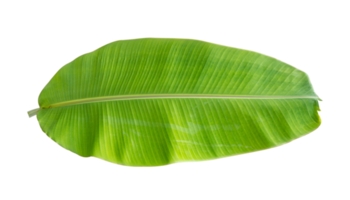 Fresh banana leaves isolated on transparent background PNG file