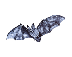 Handzeichnungsskizze einer Fledermaus png