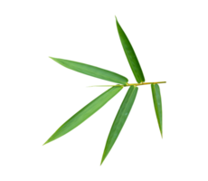 Bamboo leaf Isolated on transparent background PNG file