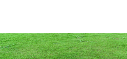 Gras abgelegt isoliert png