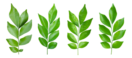 Set of Green leaves branch isolated on transparent background PNG file