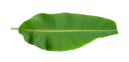 Fresh banana leaves isolated on transparent background PNG file