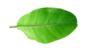 Fresh banana leaves isolated on transparent background PNG file