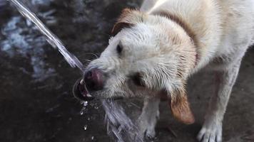 cheerful dog Labrador plays with water video