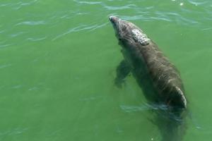 bottlenose dolphin in baja california green waters photo