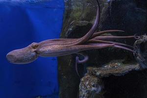swimming octopus underwater close up portrait photo